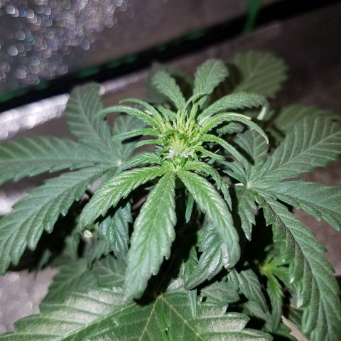 Auto Gelat.OG growlog timeline photo