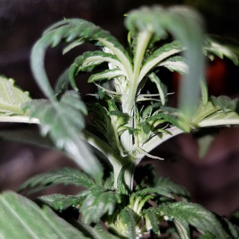 Auto Gelat.OG growlog timeline photo