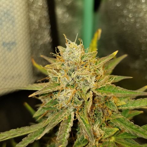 Blood Bananas growlog timeline photo