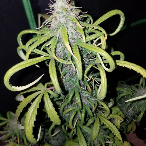 Super Orange Haze  growlog timeline photo