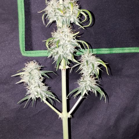 Super Orange Haze  growlog timeline photo