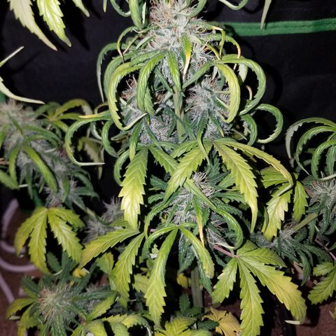Super Orange Haze  growlog timeline photo