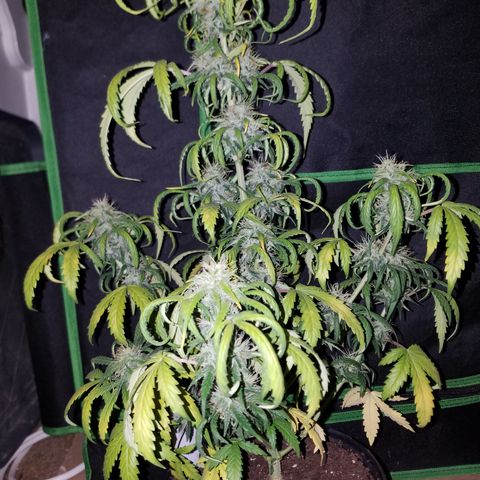 Super Orange Haze  growlog timeline photo