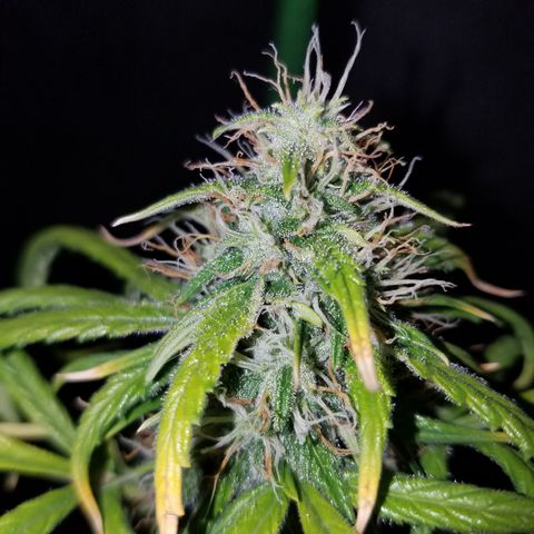 Super Orange Haze  growlog timeline photo