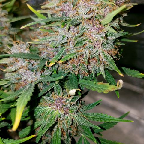 Blood Bananas growlog timeline photo