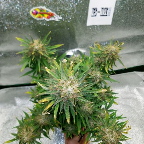 Blood Bananas growlog timeline photo