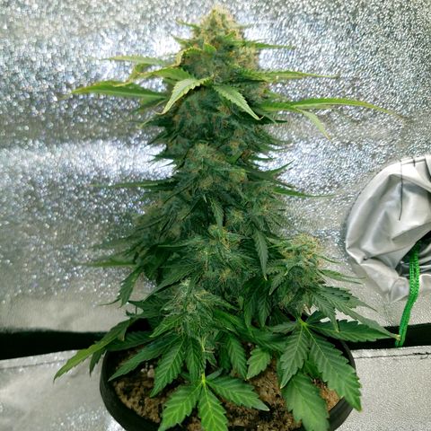 Meph Bag growlog timeline photo