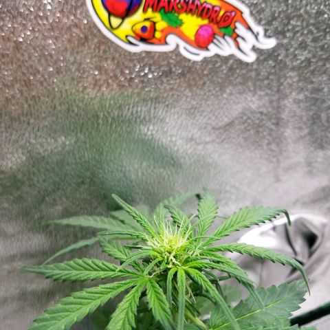 Auto Gelat.OG growlog timeline photo