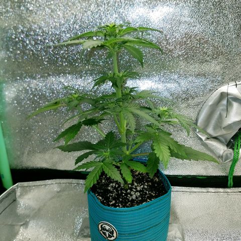 Auto Gelat.OG growlog timeline photo