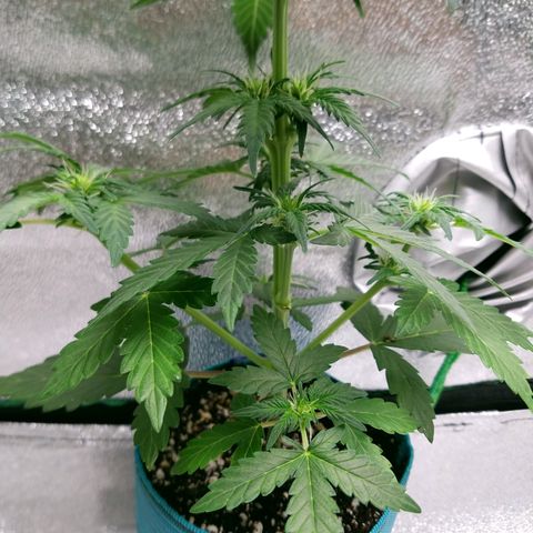 Auto Gelat.OG growlog timeline photo
