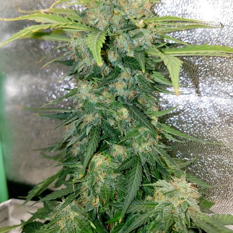Meph Bag growlog timeline photo