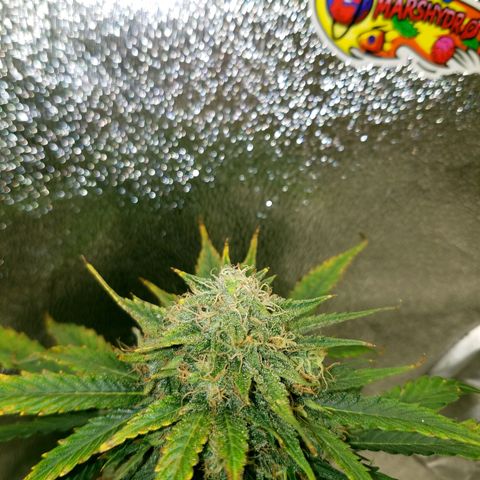Meph Bag growlog timeline photo
