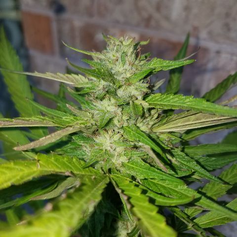 Sherbert Cookies  growlog timeline photo