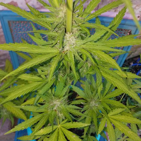 Sherbert Cookies  growlog timeline photo