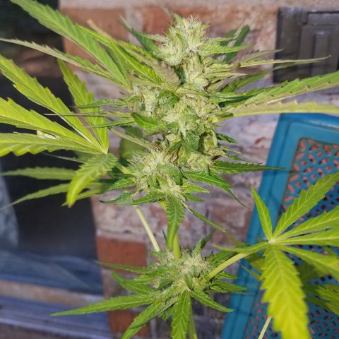 Sherbert Cookies  growlog timeline photo