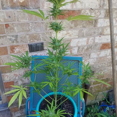 Sherbert Cookies  growlog timeline photo