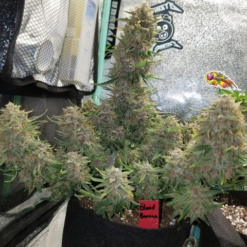 Blood Bananas growlog timeline photo