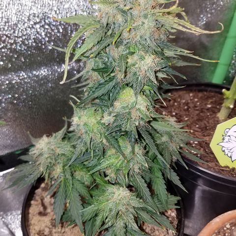 Meph Bag growlog timeline photo