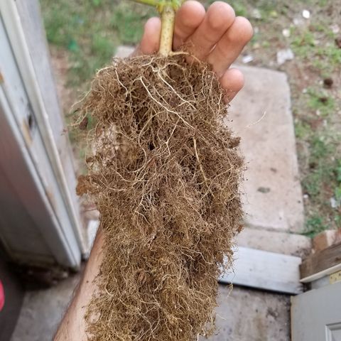 Blood Bananas growlog timeline photo