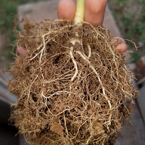 Blood Bananas growlog timeline photo
