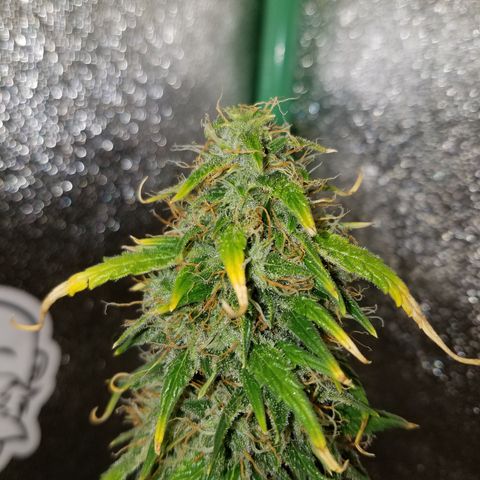 Super Orange Haze  growlog timeline photo