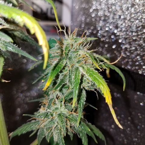 Super Orange Haze  growlog timeline photo