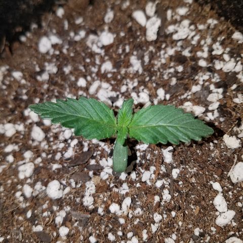 Test #15 growlog timeline photo