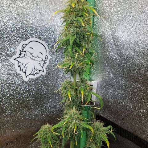 Super Orange Haze  growlog timeline photo
