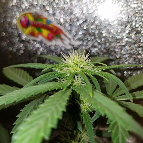 Auto Gelat.OG growlog timeline photo