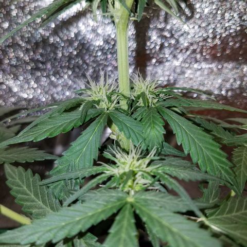 Auto Gelat.OG growlog timeline photo