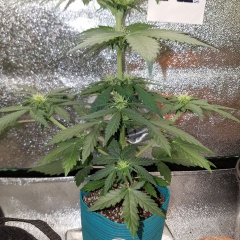 Auto Gelat.OG growlog timeline photo