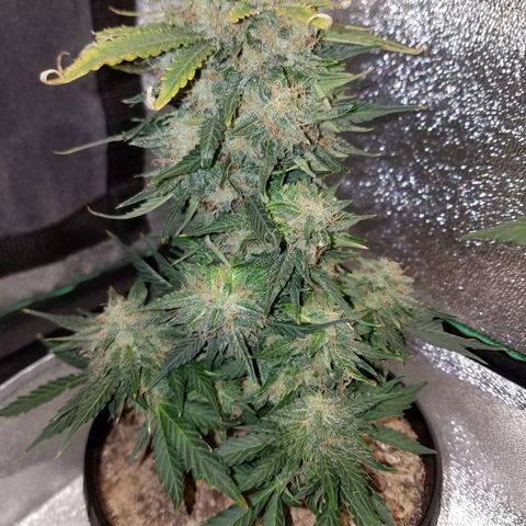 Meph Bag growlog timeline photo
