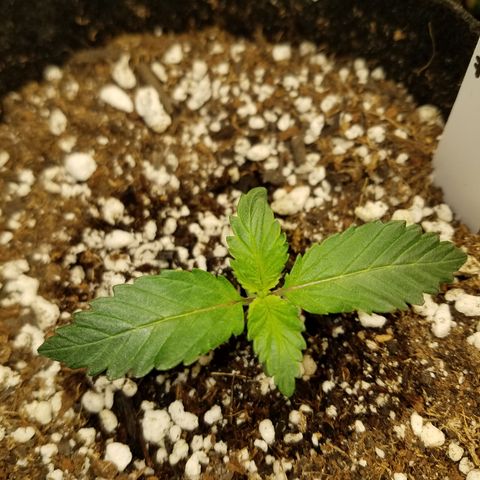Test #15 growlog timeline photo