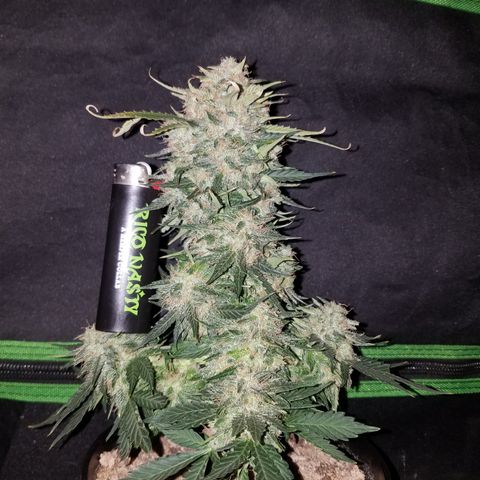 Meph Bag growlog timeline photo