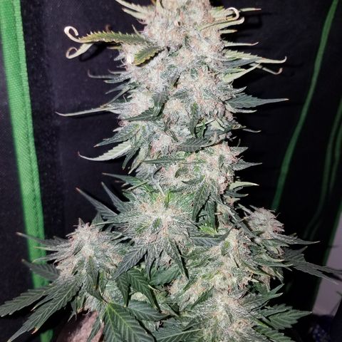 Meph Bag growlog timeline photo