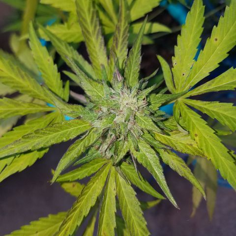 Sherbert Cookies  growlog timeline photo