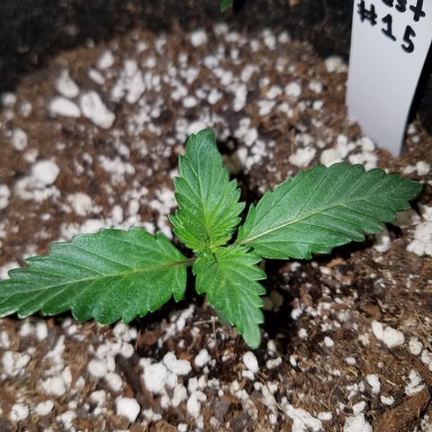 Test #15 growlog timeline photo