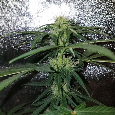 Auto Gelat.OG growlog timeline photo