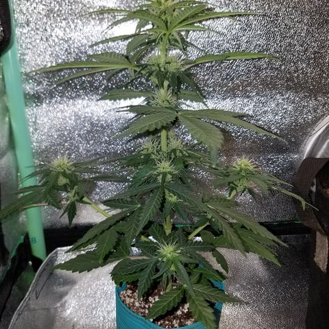 Auto Gelat.OG growlog timeline photo