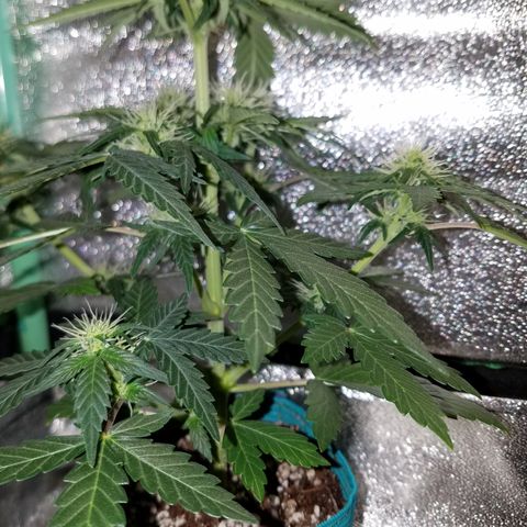 Auto Gelat.OG growlog timeline photo