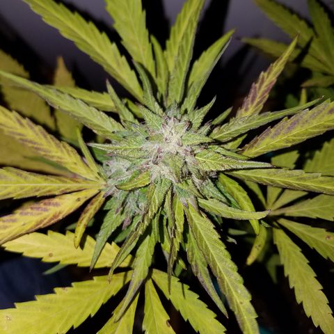 Sherbert Cookies  growlog timeline photo