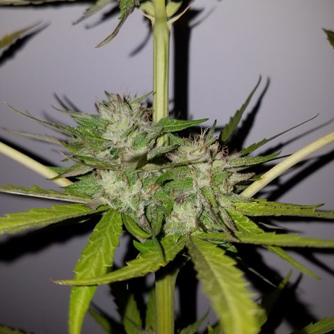 Sherbert Cookies  growlog timeline photo