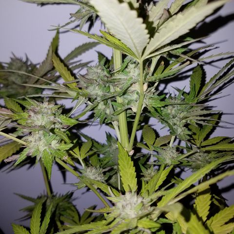Sherbert Cookies  growlog timeline photo