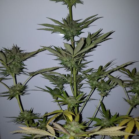 Sherbert Cookies  growlog timeline photo
