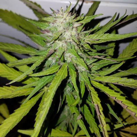 Sherbert Cookies  growlog timeline photo