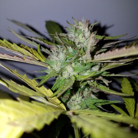 Sherbert Cookies  growlog timeline photo