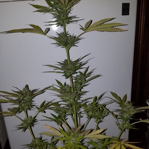 Sherbert Cookies  growlog timeline photo