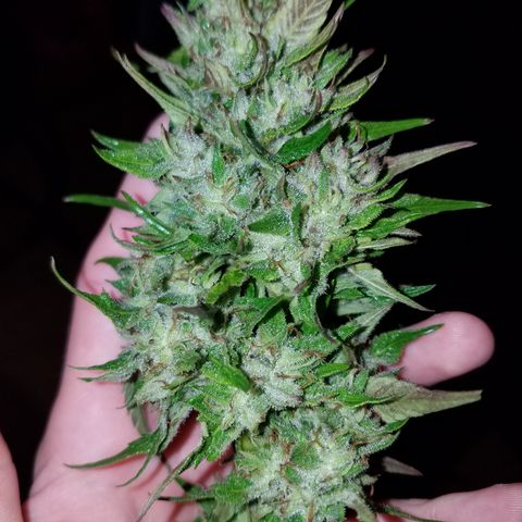 Sherbert Cookies  growlog timeline photo