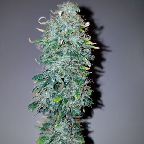 Super Orange Haze  growlog timeline photo