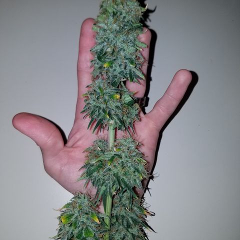 Super Orange Haze  growlog timeline photo
